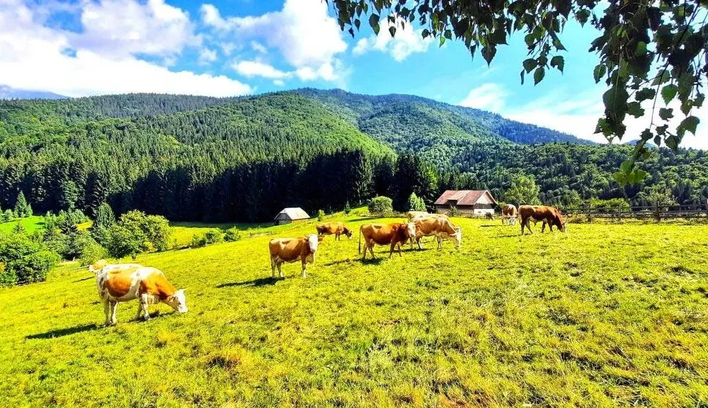 Cazare in Bran